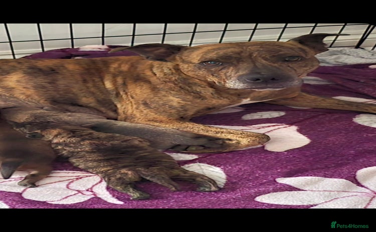 Mixed Breed dogs Chaffy puppies Chow x Staffy - Advert 1