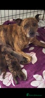 Mixed Breed dogs Chaffy puppies Chow x Staffy - Advert 6