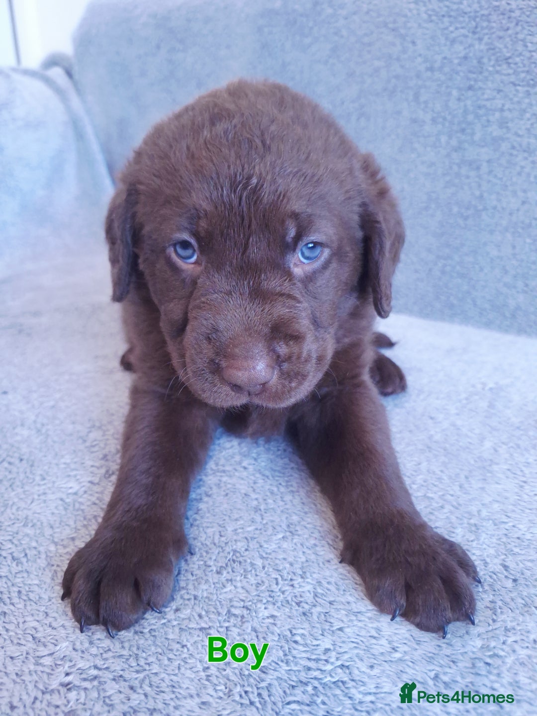 Labrador Retriever dogs for sale: Chunky, healthy Chocolate and Silver puppies!!! - Advert 11