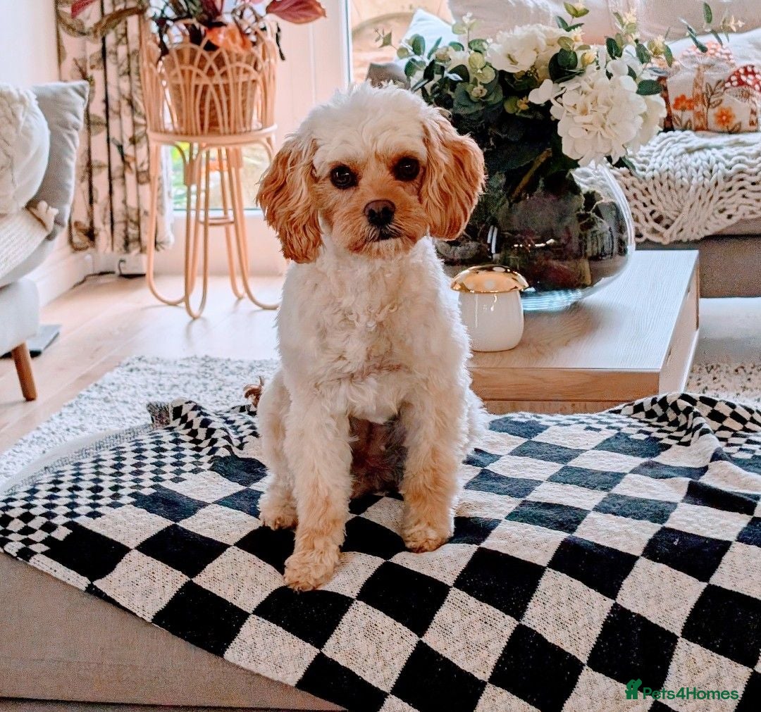 Cavapoo dogs BEAUTIFUL F1B CAVAPOO PUPPIES  - Advert 1