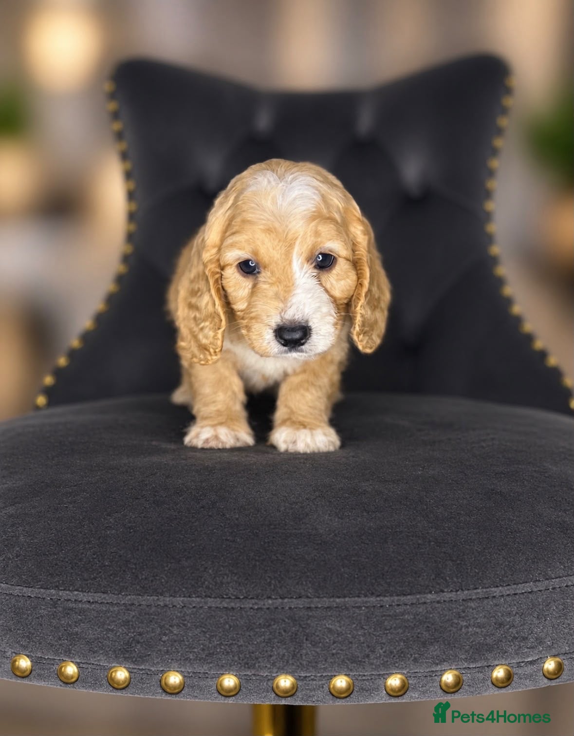Cavapoo dogs for sale: Unique quality Cavapoo  - Advert 9