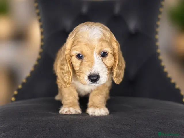 Cavapoo dogs for sale: Unique quality Cavapoo - Advert 9