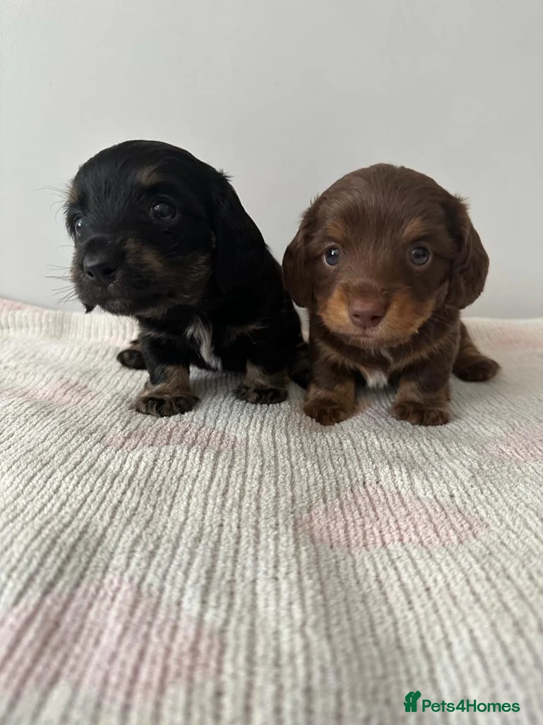 Miniature Dachshund dogs for stud: KC Reg Isabella & tan carrying long hair / pied in Welwyn - Advert 22