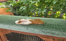 Guinea Pig rodents for sale: Guinea pigs - Image 4