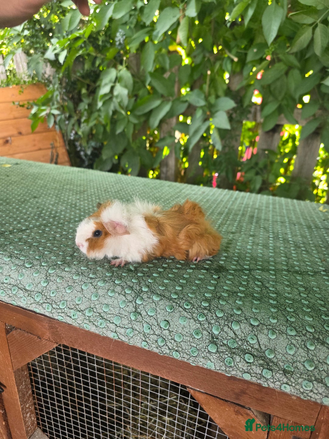 Guinea Pig rodents for sale: Guinea pigs - Image 4