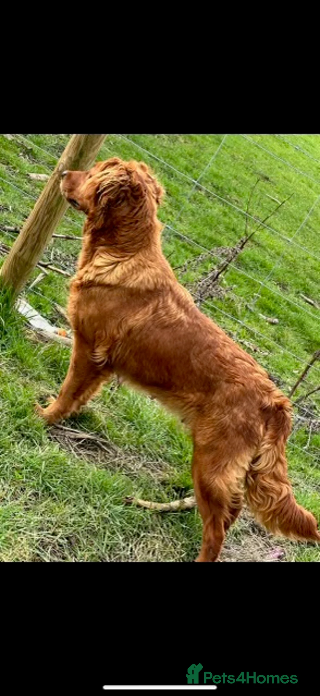 Mini Goldendoodle dogs for sale: Lovely Golden doodle puppies ready now  - Advert 7