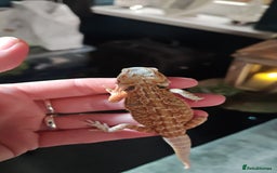 Bearded Dragon reptiles for sale: Bearded dragon babies  - Advert 5