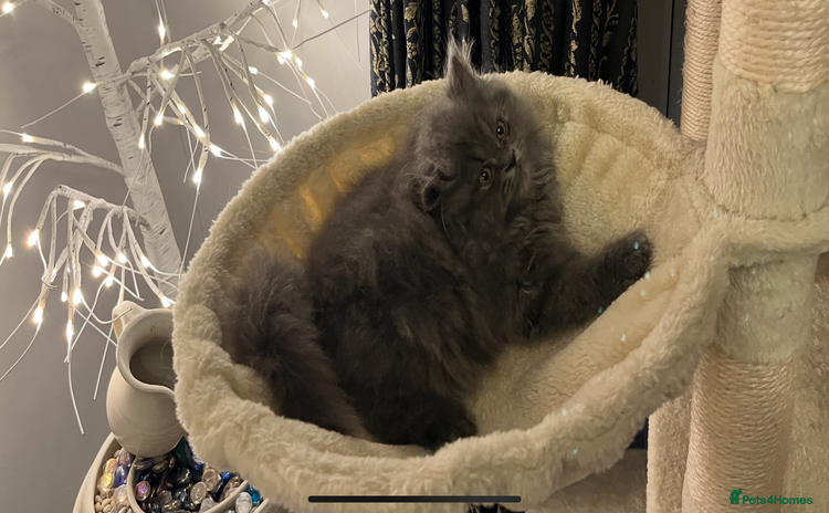 Persian cats - Advert 13