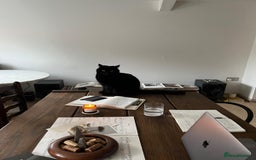 British Shorthair cats for sale: Kuro - Black British Shorthair - Advert 11