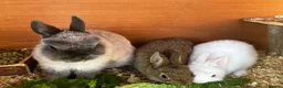 Netherland Dwarf rabbits for sale: Male & x2 Female Netherland Dwarfs Must Go! - Advert 1