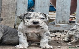 Cane Corso dogs for sale: Look 👀 absolutely stunning cane corso. - Image 7