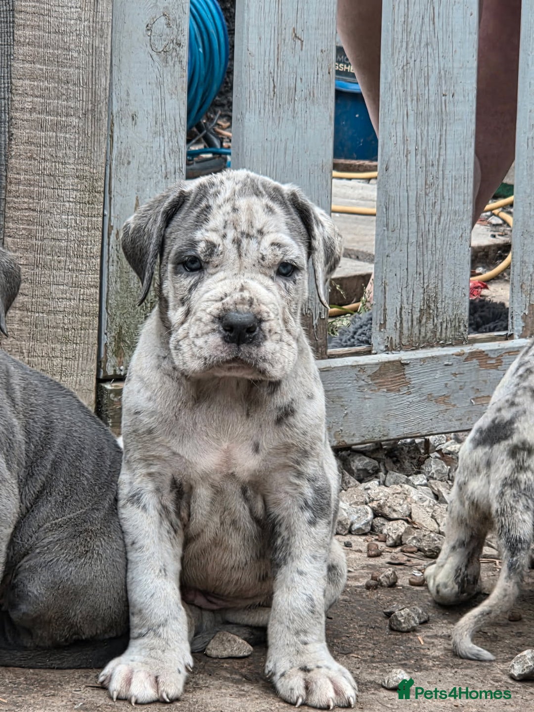 Cane Corso dogs for sale: Look 👀 absolutely stunning cane corso. - Image 7