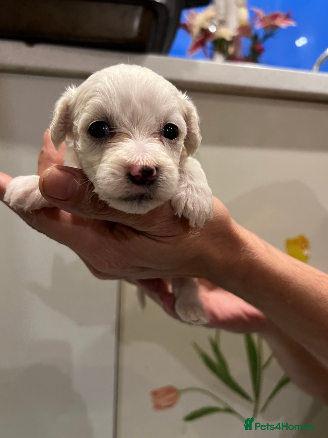 Bichon Frise dogs for sale: Adorable Bichon Frise x Bichon Maltese  - Advert 2