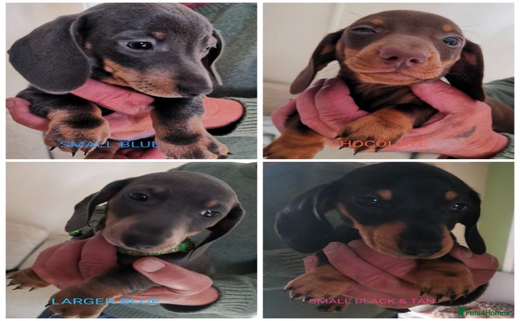 Dachshund dogs - Advert 11