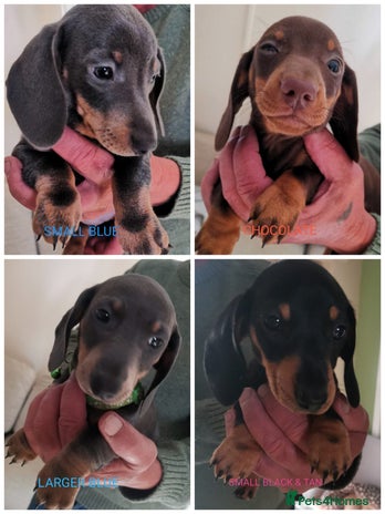 Dachshund dogs - Advert 8