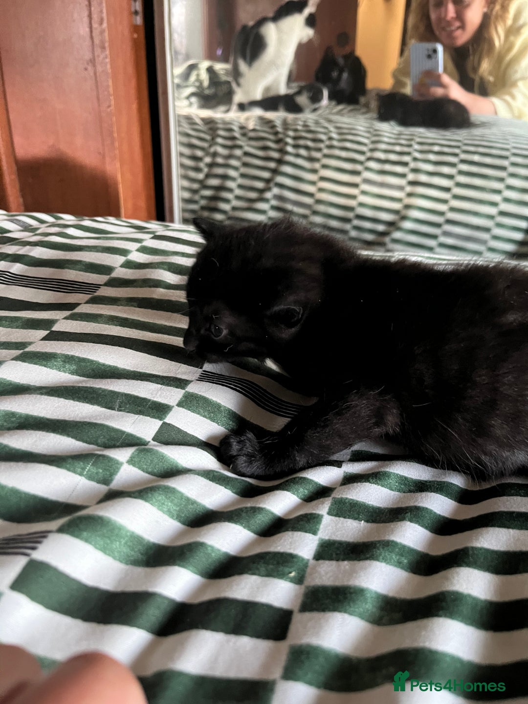 Mixed Breed cats for sale: Mixed Russian blue  - Image 4