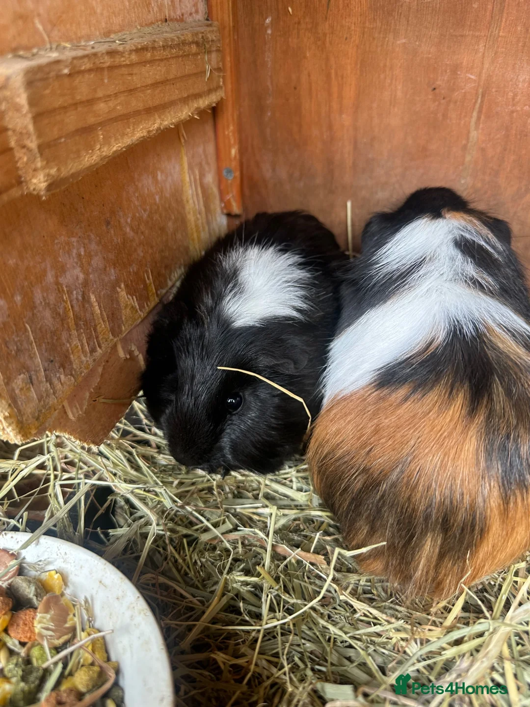 Guinea Pig rodents for sale: Guinea pigs in Wymondham - Advert 1
