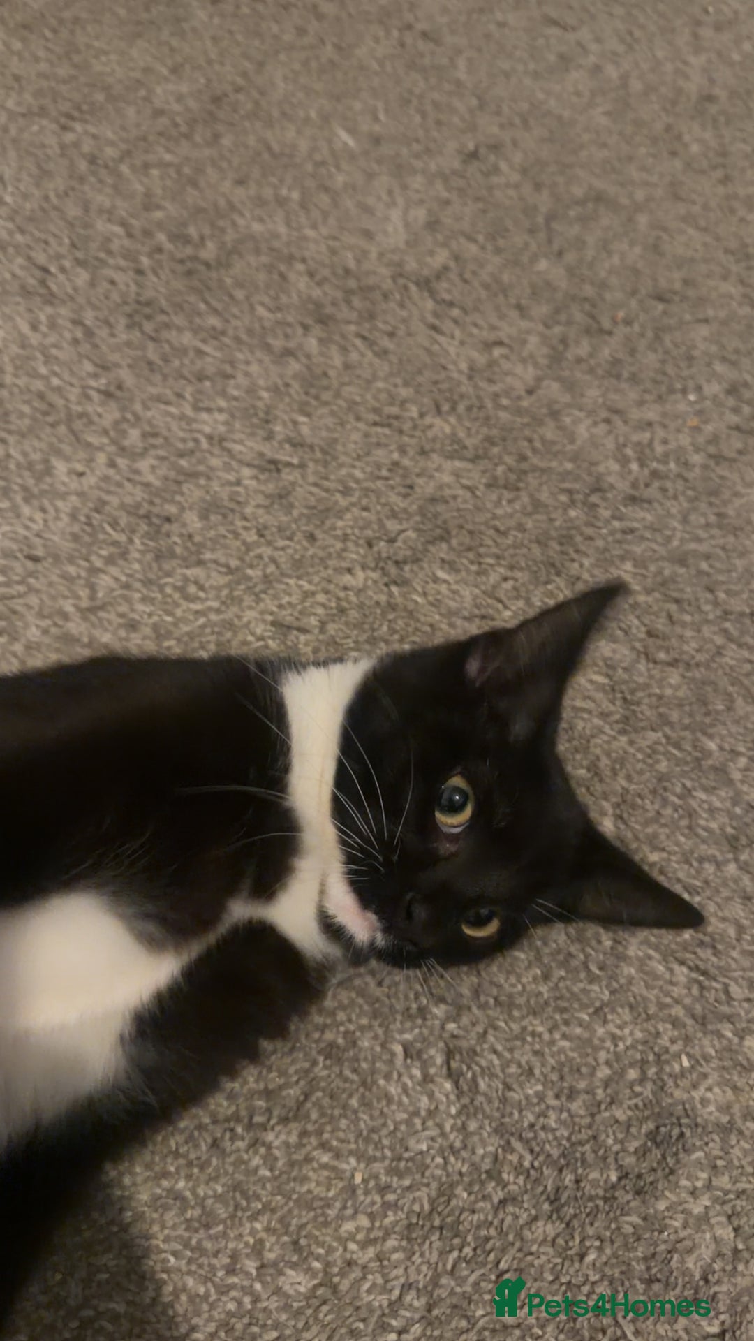 Mixed Breed cats for sale: Mixed breed cat  - Advert 6