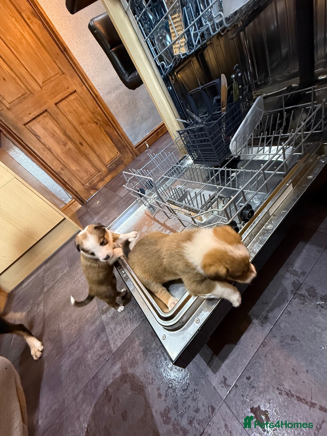 Mixed Breed dogs for sale: Border collie X Welsh collie pups - Advert 6