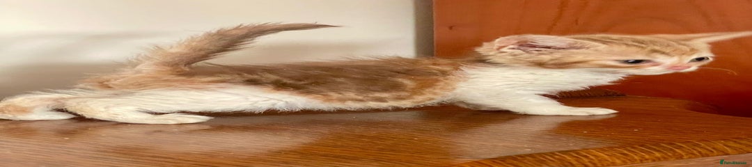 Cinnamon Classic Torbie & White curly