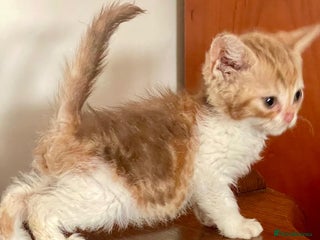 Selkirk Rex cats - Advert 2