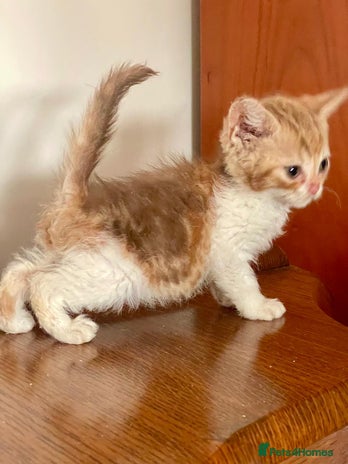 Selkirk Rex cats - Advert 2