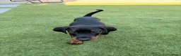 Dobermann dogs for sale: READY TO COLLET NOW | RKC DOBERMAN | CHAMPION LINE - Advert 20