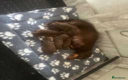 Miniature Dachshund dogs for sale: Stunning miniature Dachshunds PRA clear KC reg - Image 1