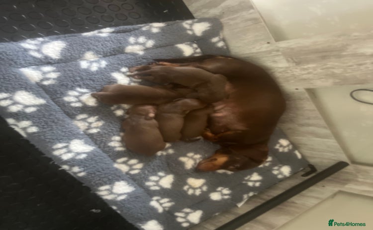 Miniature Dachshund dogs - Advert 7