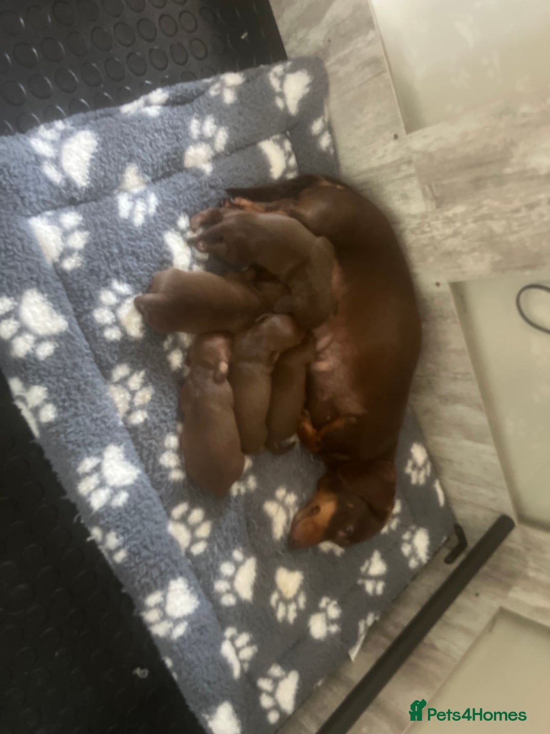 Miniature Dachshund dogs for sale: Stunning miniature Dachshunds PRA clear KC reg - Image 1