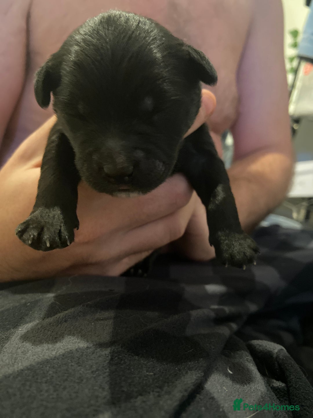 Mixed Breed dogs for sale: Staffy X puppies - Advert 11