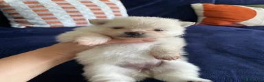 Pomeranian 3 Girl 