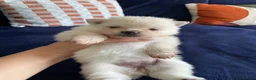 Pomeranian dogs for sale: Tiny Teddy Poms looking for their forever homes  in Greenford - Advert 2