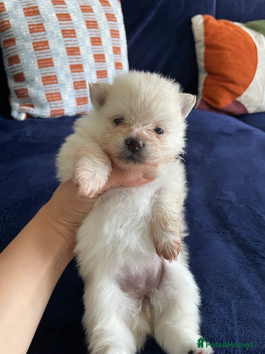 Pomeranian dogs for sale: Tiny Teddy Poms looking for their forever homes  in Greenford - Advert 2