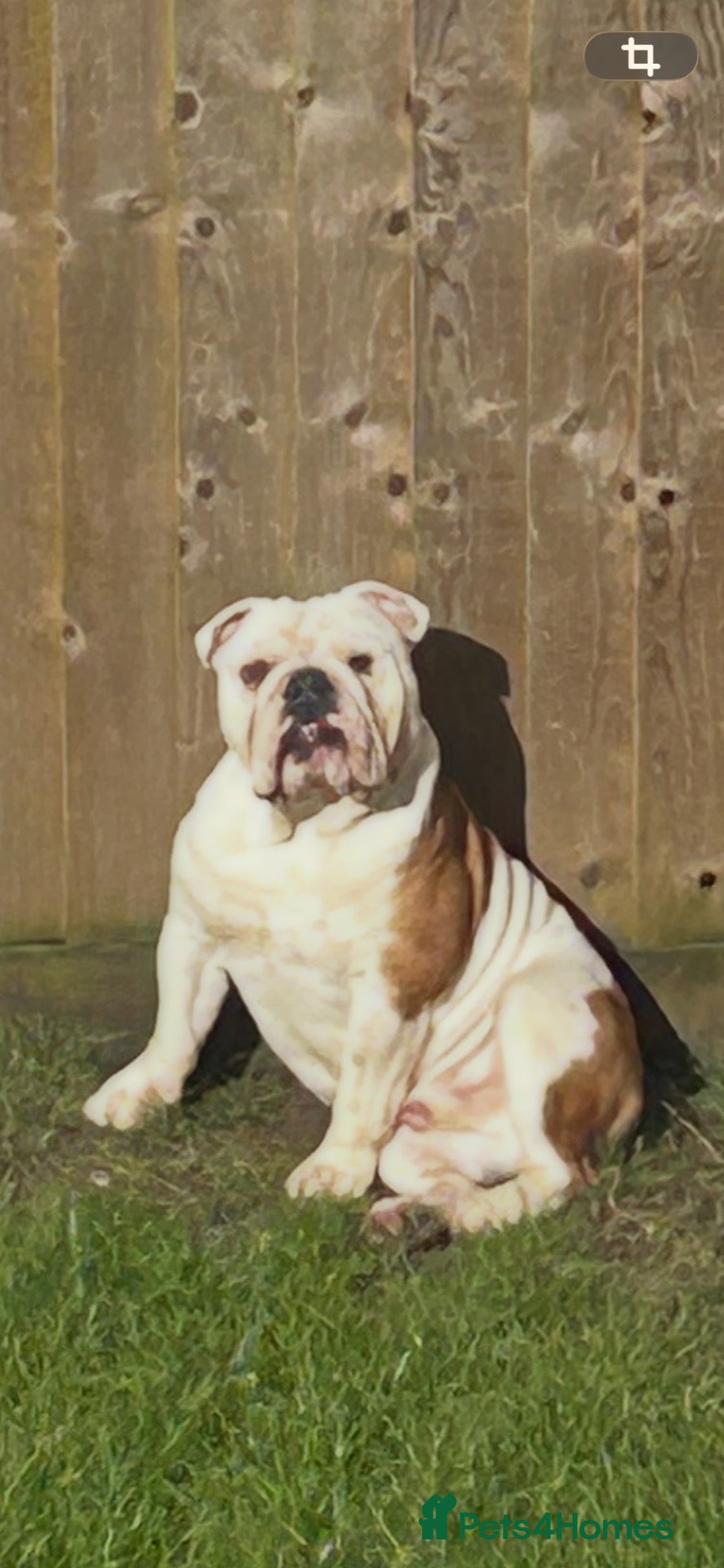 English Bulldog dogs British bulldog (English) - Advert 4