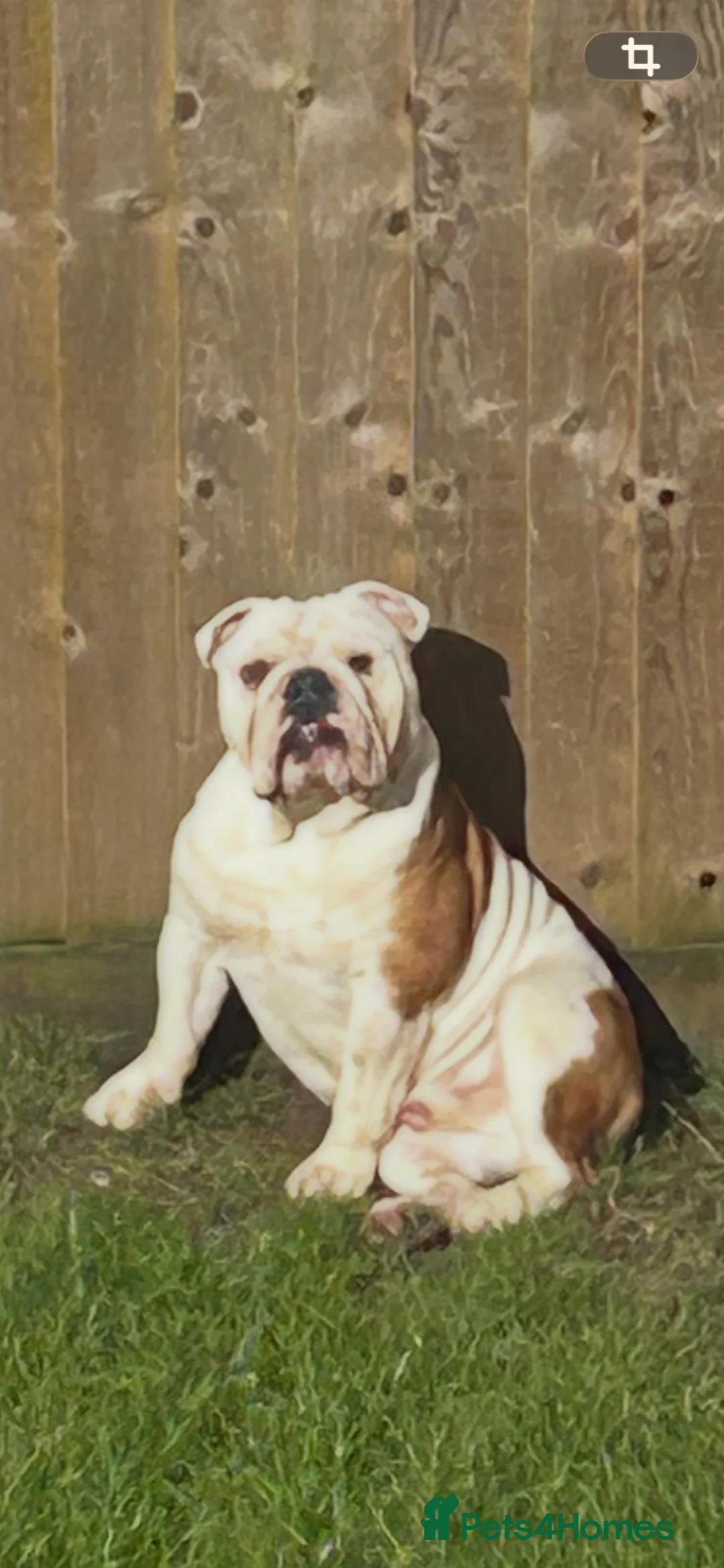 English Bulldog dogs for sale: British bulldog (English) in Sutton Coldfield - Advert 1