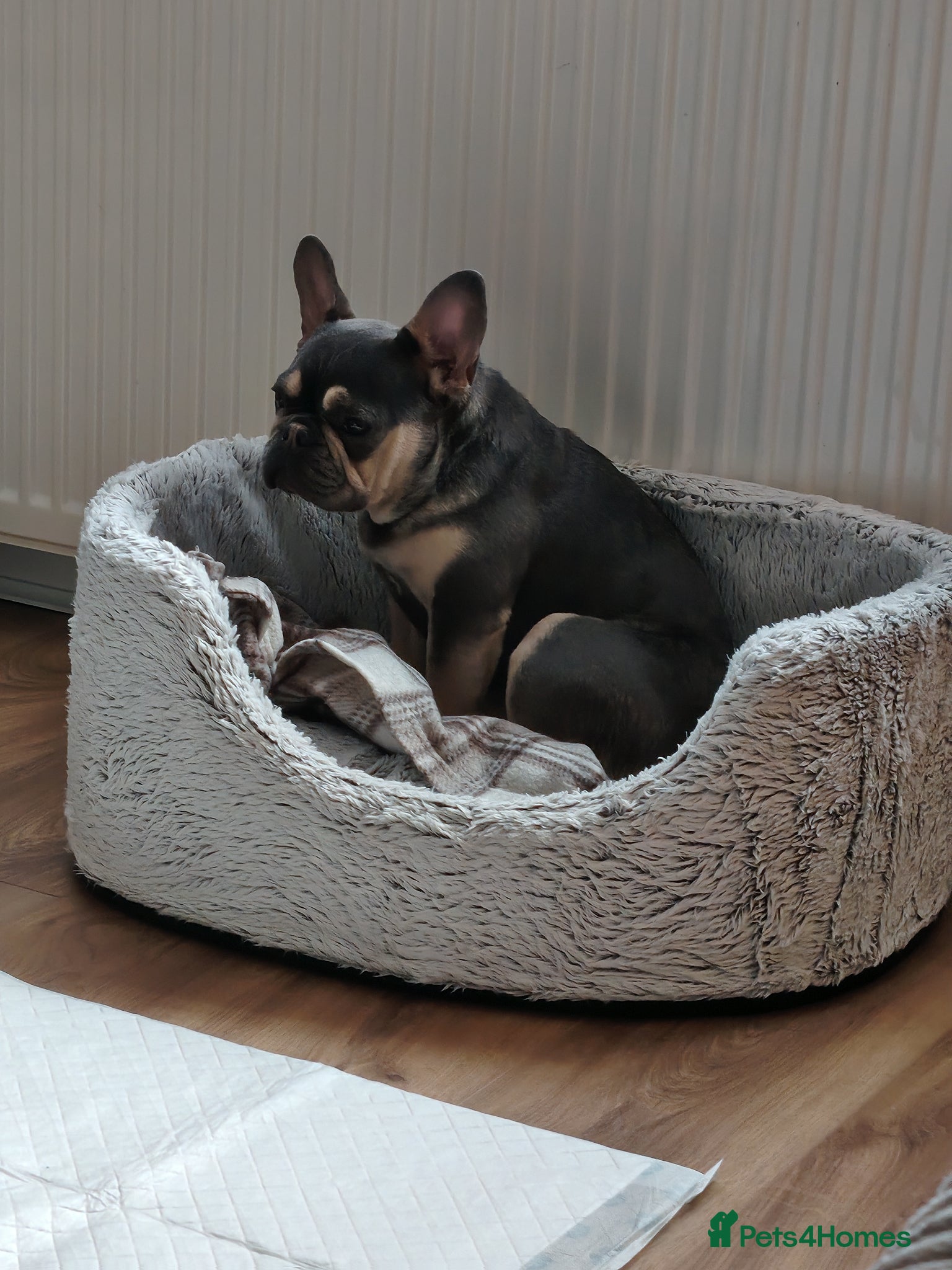 French Bulldog dogs for sale: French bulldog puppy in Larkhall - Advert 2