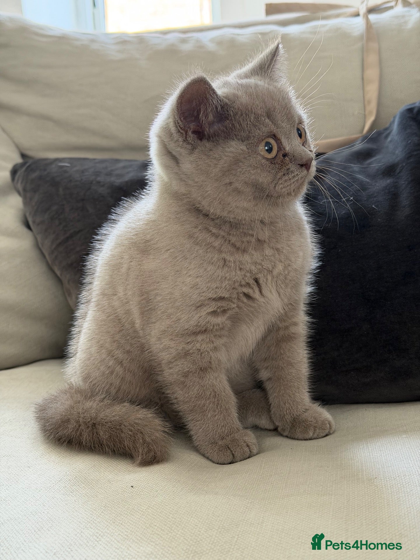 British Shorthair cats EXCEPTIONAL GCCF ACTIVE LILAC SHORTHAIR FEMALE - Advert 2