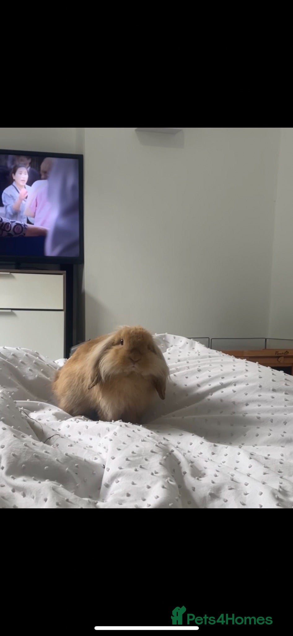 Mixed Breed rabbits Lovely male lop for rehome. - Advert 2