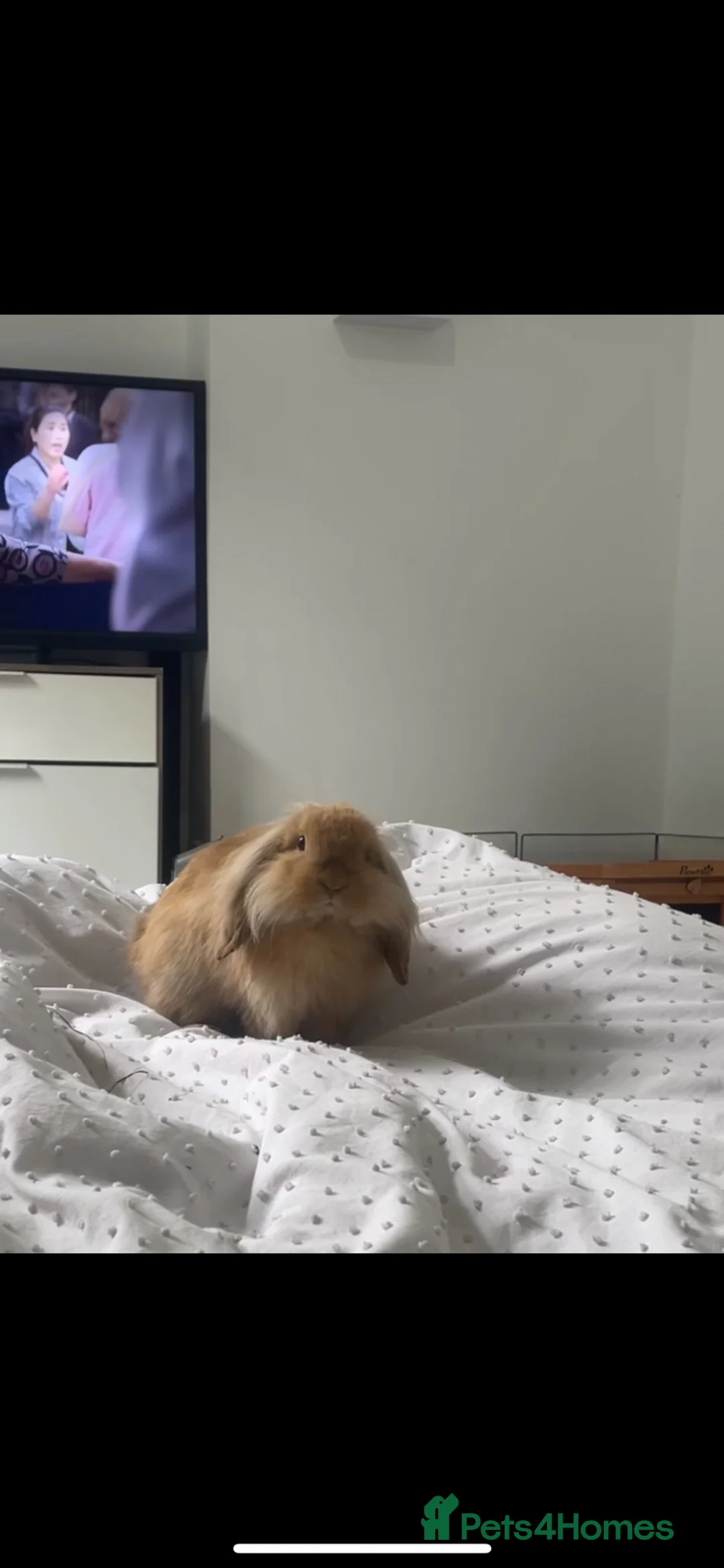 Mixed Breed rabbits for sale: Lovely male lop for rehome. - Advert 2