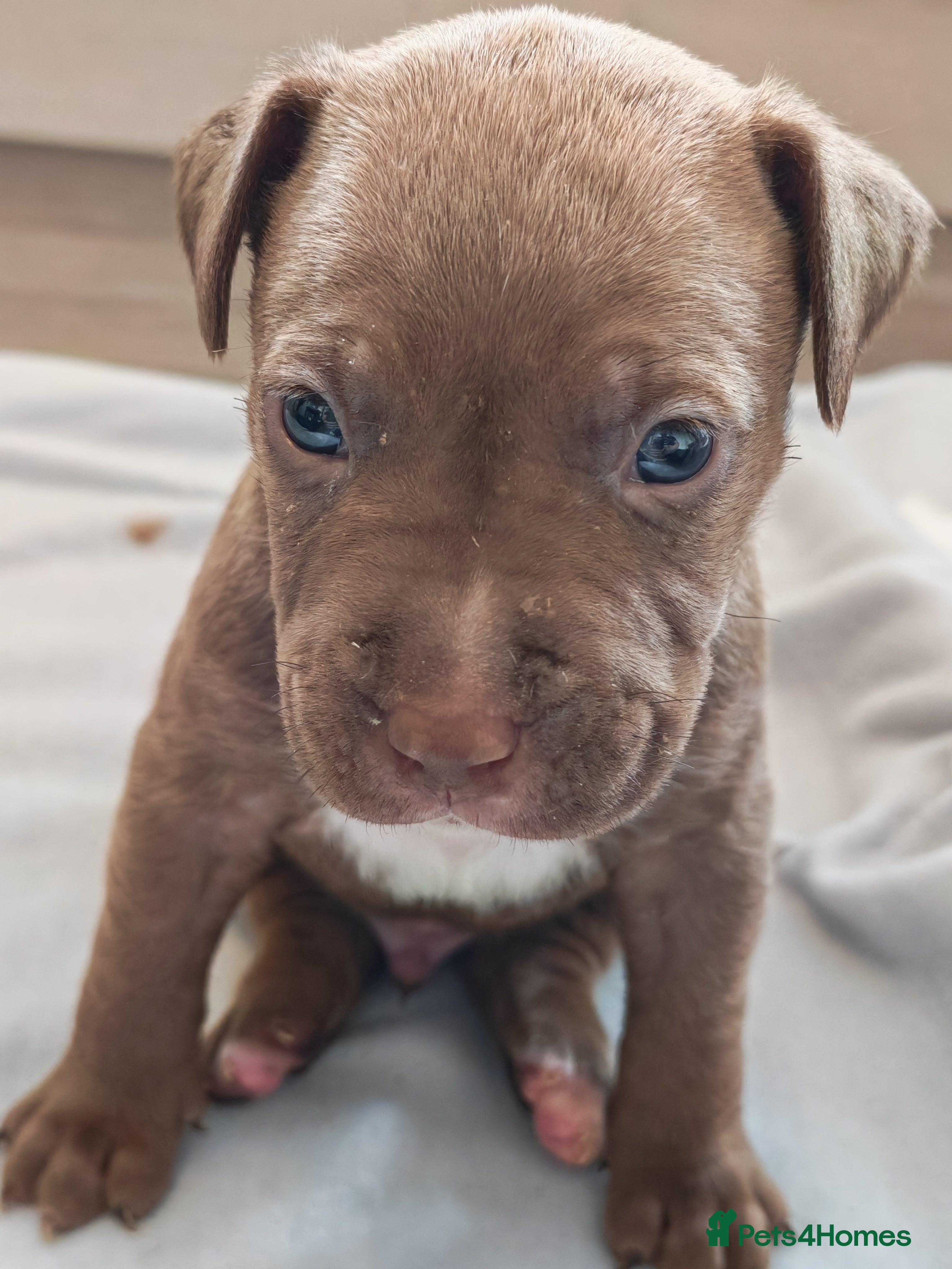 Mixed Breed dogs Staffy x American Bulldog Puppies - Advert 2