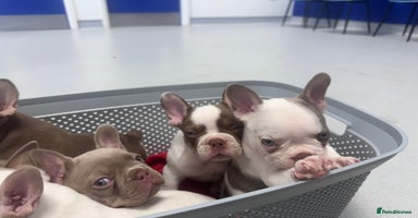 French Bulldog dogs - Advert 13