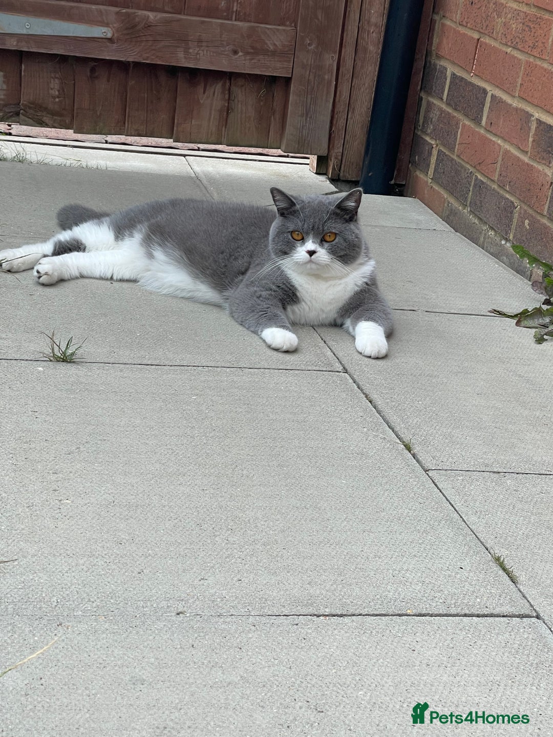 British Shorthair cats for sale: GCCF Kittens Ready to Join Their New Families  - Advert 4