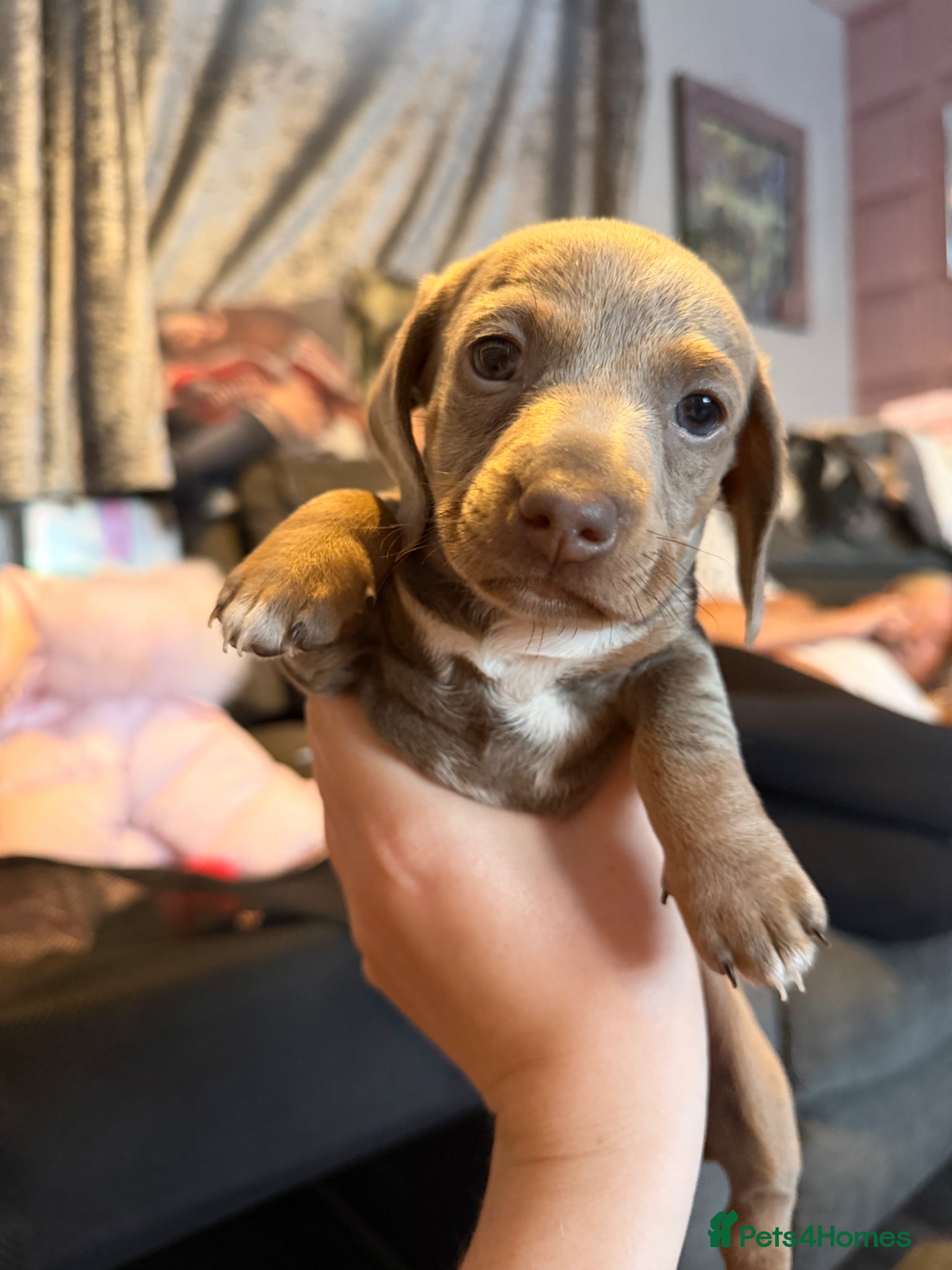 Dachshund dogs for sale: minature dachshund  in Tilbury - Advert 4
