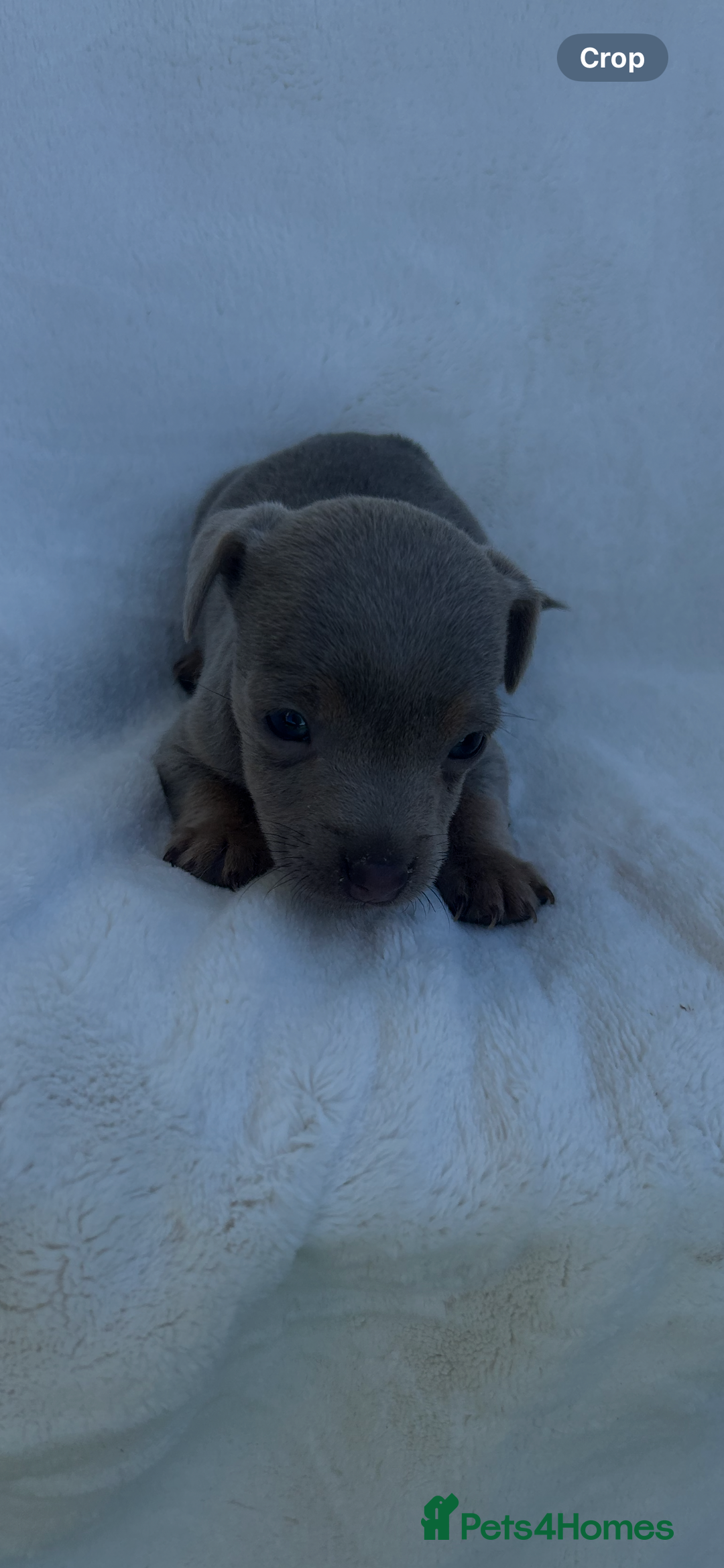 Jack Russell dogs for sale: Stunning Jack Russell Puppies  - Image 11
