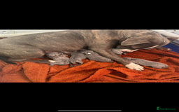 Staffordshire Bull Terrier dogs for sale: Blue Staffordshire Bull Terriers Staffy staffie - Image 9