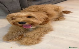 Cockapoo dogs for sale: Cockapoo Puppy – Loving Home Needed 🐶❤️ - Image 3