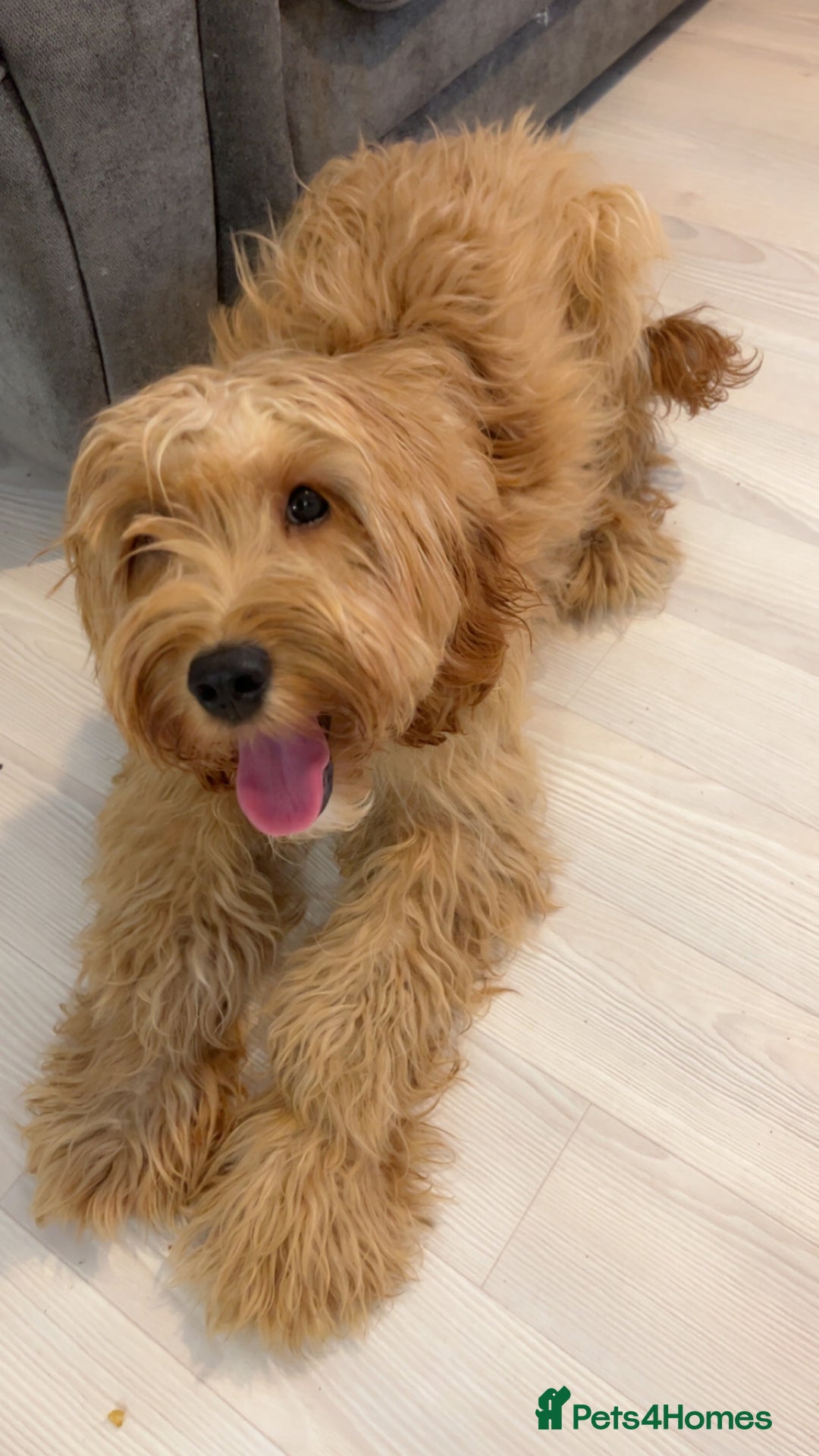 Cockapoo dogs for sale: Cockapoo Puppy – Loving Home Needed 🐶❤️ - Image 3