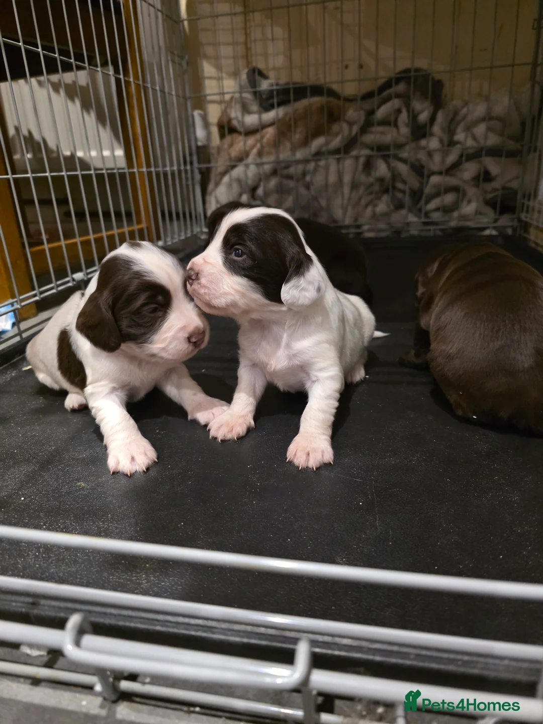 Sprocker dogs for sale: Sporker puppies  - Advert 9