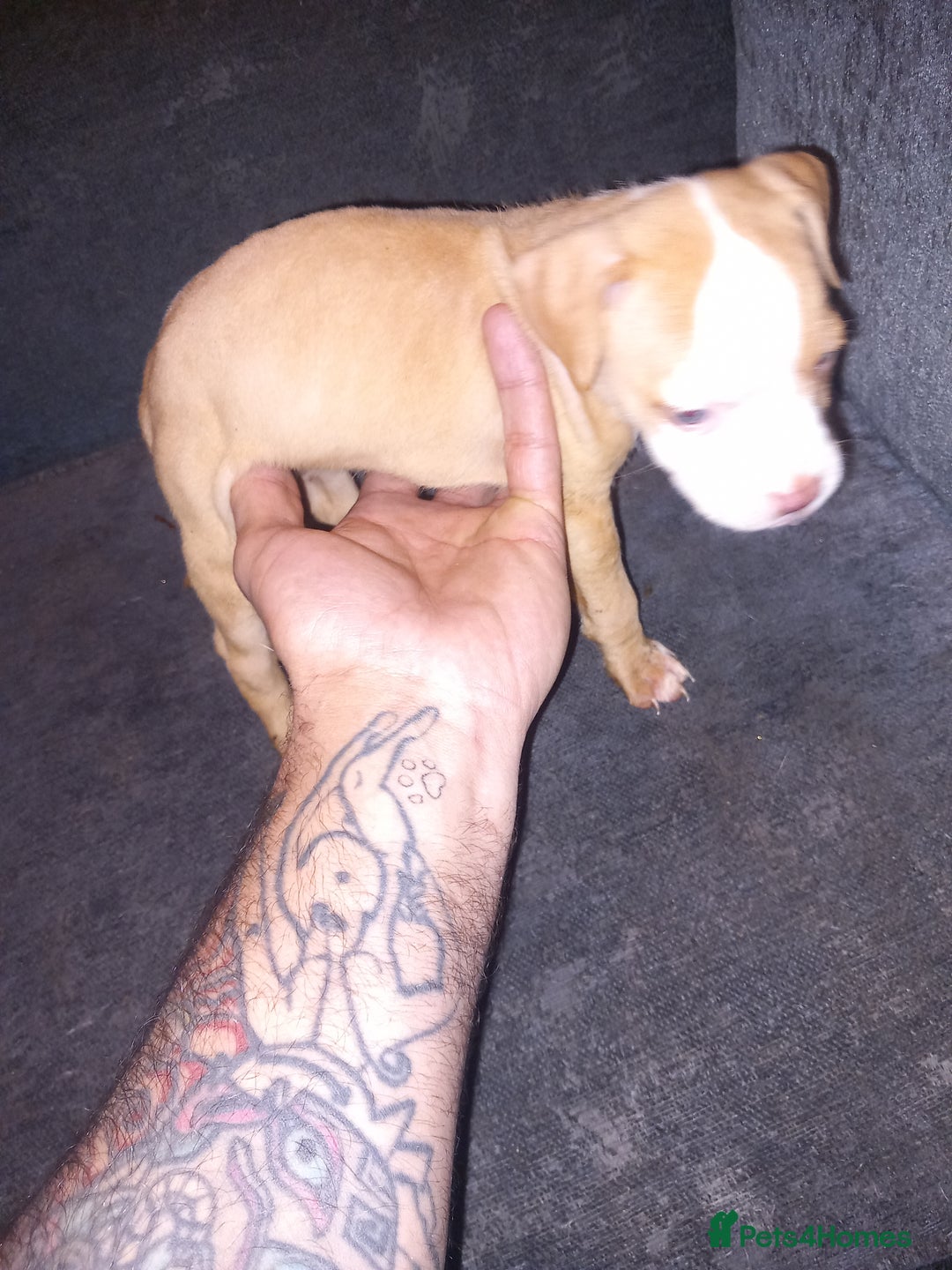 American Bulldog dogs for sale: Mr a FORD  - Advert 18